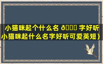 小猫咪起个什么名 🐘 字好听（小猫咪起什么名字好听可爱英短）